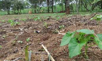 Imagem: Terreno 1.000 m² à venda - Azurita - Ótima