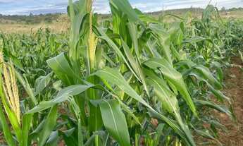 Imagem 5: CHÁCARA SETOR AGUILHADA SÃO SEBASTIÃO