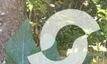 Imagem 3: Terreno à venda, 750 m² por R$ 350.000,00 - Serra Grande - Niterói/RJ