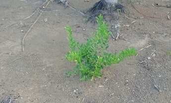 Imagem 2: Vendo terreno na vila do novo remanso