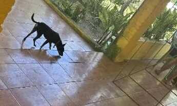 Imagem 2: Chácara em Itaporanga, povoado araticum