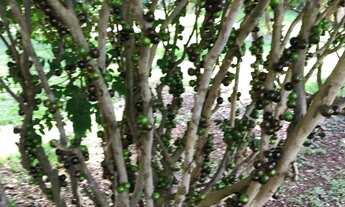 Imagem 6: Sobrado clássico mobiliado para aluguel tem 500 m2 com 4 quartos