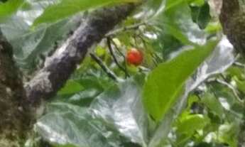 Imagem 5: Hospedagem na Ilha Grande (Abraão) - Angra dos Reis (RJ