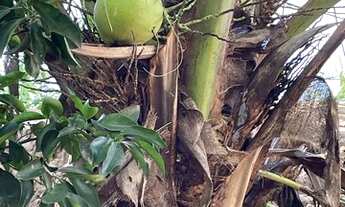 Imagem 7: Vendo ou troco em casa em Goiânia sito 10 alqueire