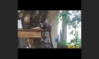 Imagem 2: Mini sotio, 1 quarto só .