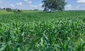 Imagem 3: Sítio excelente em Nossa Senhora Aparecida