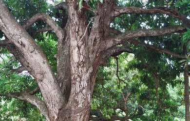 Imagem 7: Chácara entre Turvania e Firminopolis