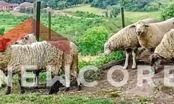 Imagem 7: Sítio em Rua Principal - Distrito Vila Nova - Pelotas/RS