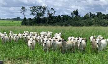 Imagem 4: 50 hectares 80% pasto no Pará pronta por R$800 mil