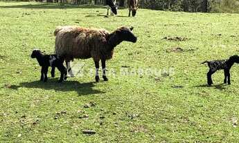 Imagem 6: Urubici Casa com 1 dormitório