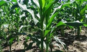 Imagem 2: Sítio excelente em Nossa Senhora Aparecida