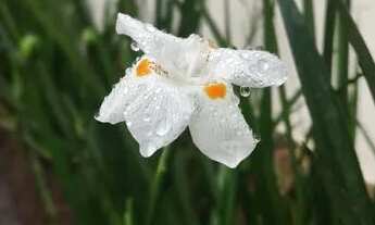 Imagem 5: Vendo Mansão com Piscina e Hidromassagem