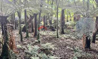 Imagem 4: Lote em Rua 21 - Alpes - São Francisco de Paula/RS