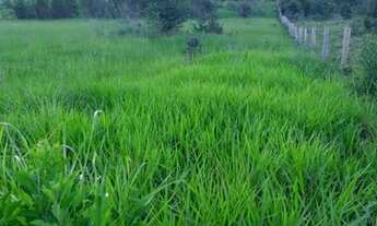 Imagem 2: 50 hectares 80% pasto no Pará pronta por R$800 mil