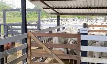 Imagem 3: Vendo linda fazenda titulada porteira fechada em juruti - pa (nova