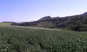 Imagem 2: Vende-se Fazenda Região de Ribeirão Claro e Carlópolis PR