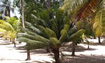 Imagem 3: Sítio São José