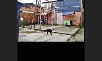 Imagem 3: Casa em colares Casa com 2 dormitórios