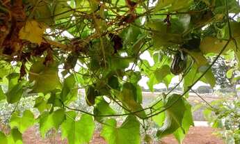 Imagem 6: Chácara no elvas.atras do restaurante trem mineiro