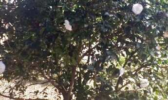 Imagem 5: Chácara Paiquerê