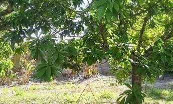 Imagem 7: Chácara à venda em Quadra-SP, bairro Aleluia: 3 quartos, 1 sala, 2 banheiro, 120,00m² de á