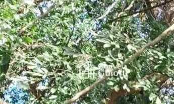 Imagem 4: Chácara com 2 dormitórios à venda, 72600 m² por R$ 650.000,00 - Agrovila Mata de Jerico