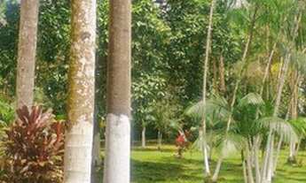 Imagem 4: Magnífico sítio em Benfica VENDA SOMENTE À VISTA