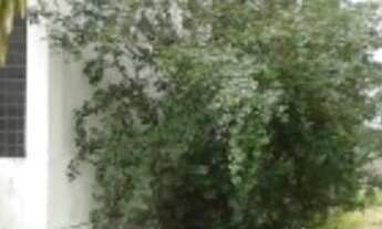 Imagem: Casa em Candelária com 4 quartos - 990