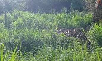 Imagem: Terreno na calucia