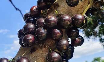 Imagem 6: Sítio em esmeraldas com piscina 60 km de bh
