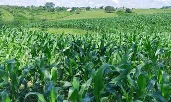 Imagem 4: Sítio excelente em Nossa Senhora Aparecida