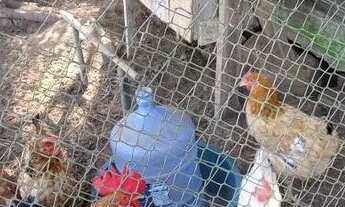 Imagem 3: Fazenda/Sítio/Chácara para venda com 800 metros quadrados com 3 quartos