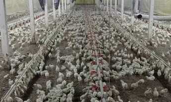 Imagem 4: Indústria em Centro Três Barras do Paraná-PR - 3114