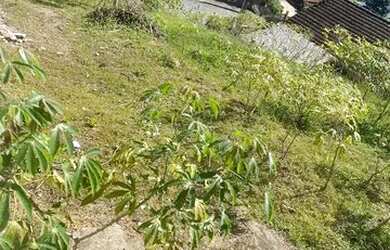 Imagem 2: Terreno Vila Lenzi