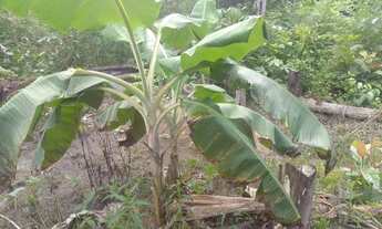 Imagem 2: Vende-se Chácara com venda por R$50.000