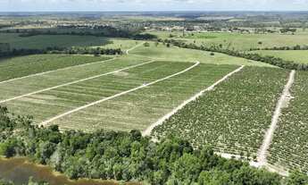 Imagem 4: FAZENDA CAFÉ - 2 ALQ