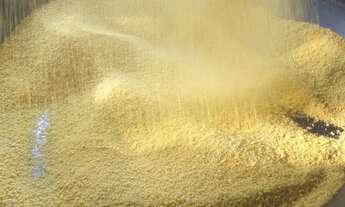 Imagem: Sítio no Rio Preto da Eva km 116 Am 010