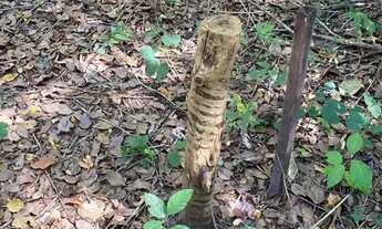 Imagem 2: Chácaras de 20mil mt em Goiás velho rio vermelho no fundo