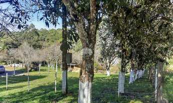 Imagem 6: Chácara Residencial para Venda no Roseira em Colombo, 4282.95m²