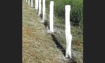 Imagem 3: BEIRA DE RIO 40 KM DE GOIÂNIA 1/5 HECTARES
