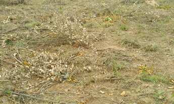 Imagem 2: Dois excelentes lotes em Juatuba 720 m²