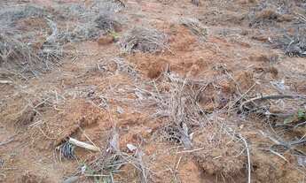 Imagem 2: IMÓVEL RURAL COM 50 HECTARES PRA ARRENDAMENTO PRA PLANTAR CAFE OU GADO, PLANA EM MG!!