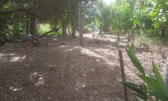 Imagem: Terreno bem arborizado