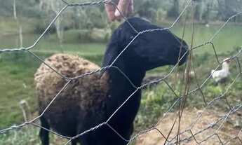 Imagem 3: Troco ou vendo, chácara com casa de 3 quartos, oportunidade !