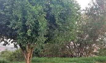 Imagem 5: Terreno - Loteamento Caminhos de São Conrado (Sousas) - Campinas