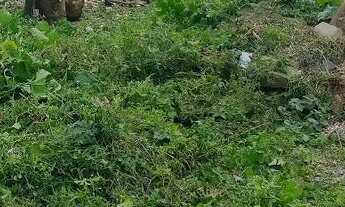 Imagem 6: Vendo Terreno Forquilhas