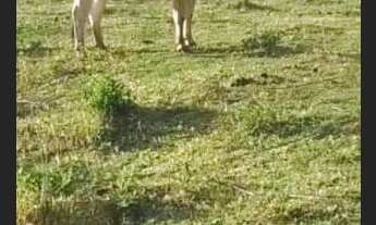 Imagem 3: Fazendinha Produtiva !!!Aceita caminhão ,Veículo,chácara ,imóvel urbano.