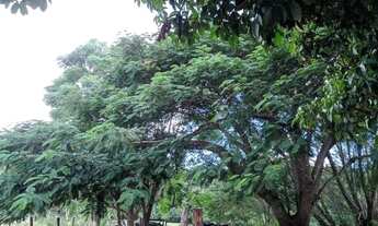 Imagem 3: Oportunidade Fazenda Bela Vista