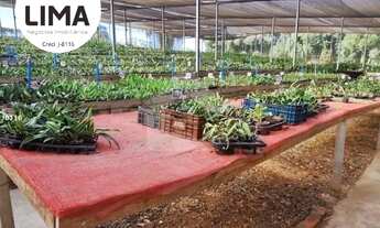 Imagem 2: Chácara 36.000m² formada com ORQUIDÁRIO Col igueiredo Campo Largo venda deporteira fechada