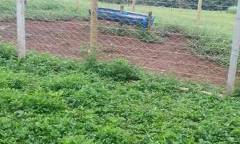 Imagem 4: Vendo chácara Chácara com venda por R$900